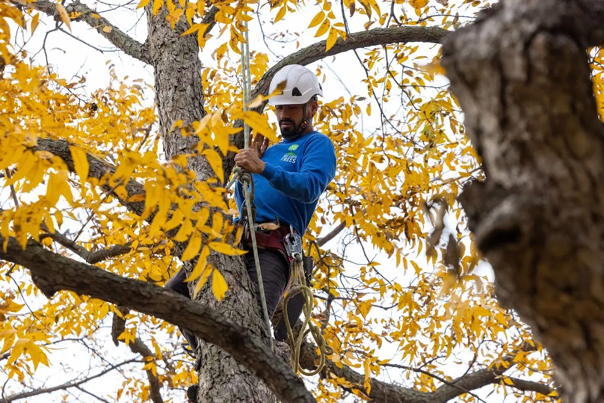 Skilled Tree Planting crew working in Temple