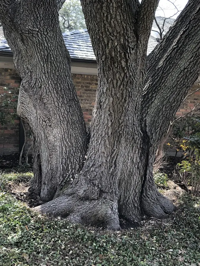 Mature heritage tree close to a Temple property cared for by certified arborists